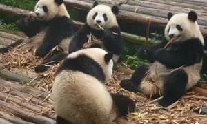 Gdzie żyją pandy wielkie? Sprawdź Chiny i europejskie ZOO!