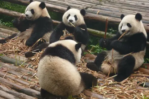 Gdzie żyją pandy wielkie? Sprawdź Chiny i europejskie ZOO!