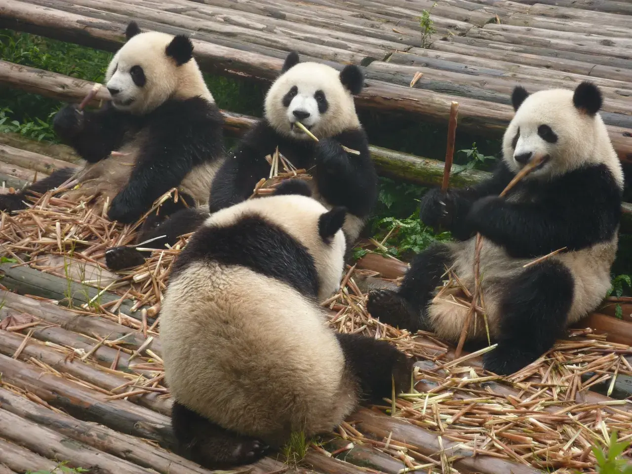 Gdzie żyją pandy wielkie? Sprawdź Chiny i europejskie ZOO!